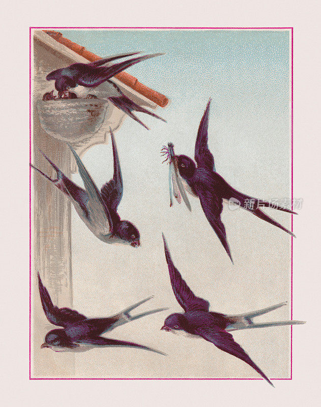 巢中的家燕(Delichon urbicum)，彩色石刻，1887年出版